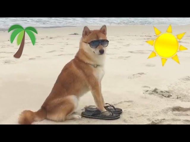 Shibe goes to Beach