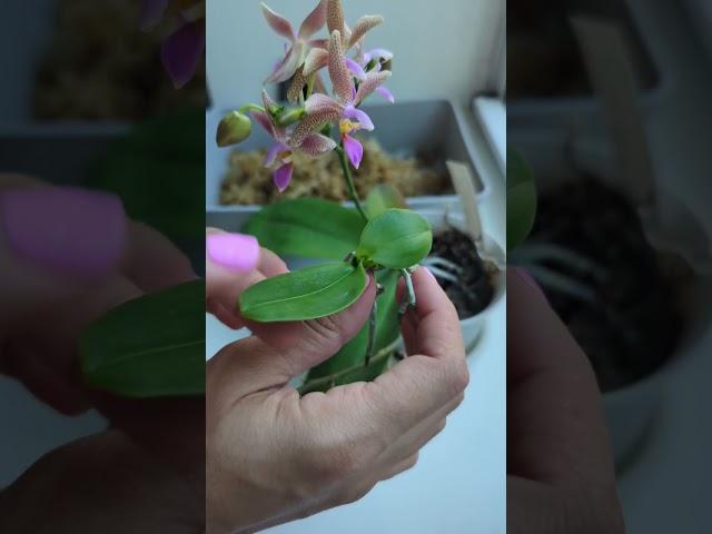 Removing a Baby Orchid from my most Beautiful Phalaenopsis ️ #keiki #babyorchid