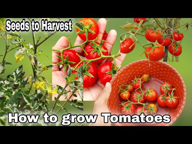 Easiest way to grow Tomatoes at home in garden/Containers