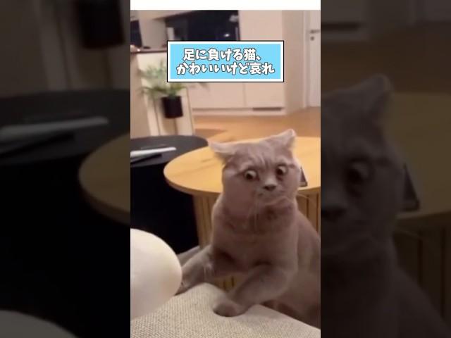 ネコさんの動画見て笑ったら寝ろwwwwwwwwww