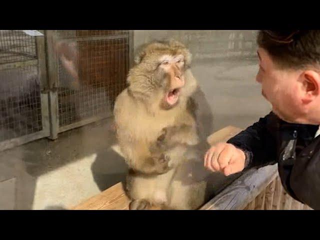 Monkeys Reacting to Magic For The First Time! Funniest Animals and Pets