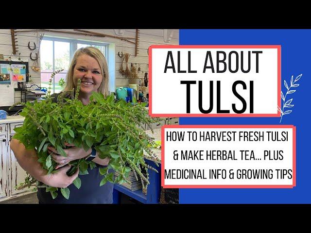 Tulsi Holy Basil - How to Harvest & Use this Medicinal Herb for Stress Relief and Mood Boost