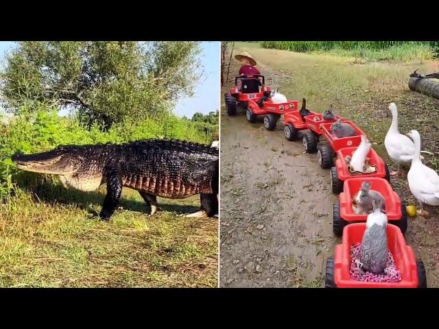 Dinosaur Alligator, Childhood Driver, Snake was stuck  Nature is Amazing