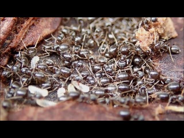 Wegmier/black garden ant (Lasius niger)