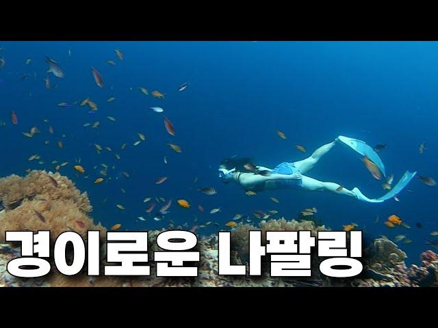 보홀 경이로운 나팔링 바다 ㅣ 바다는 가까이 보아야 아름답다 ㅣ프리다이빙 ㅣ napaling reef l bohol freediving