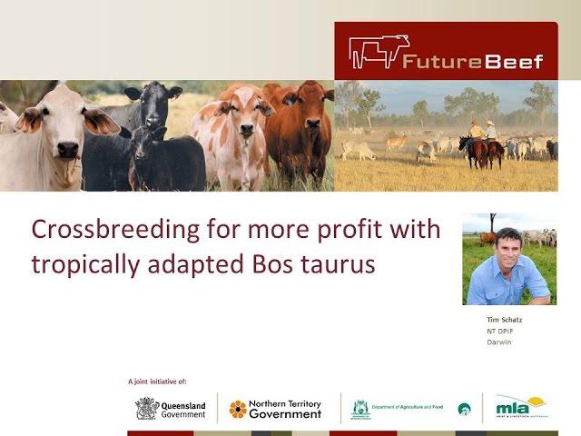 Crossbreeding for more profit with tropically adapted Bos taurus cattle