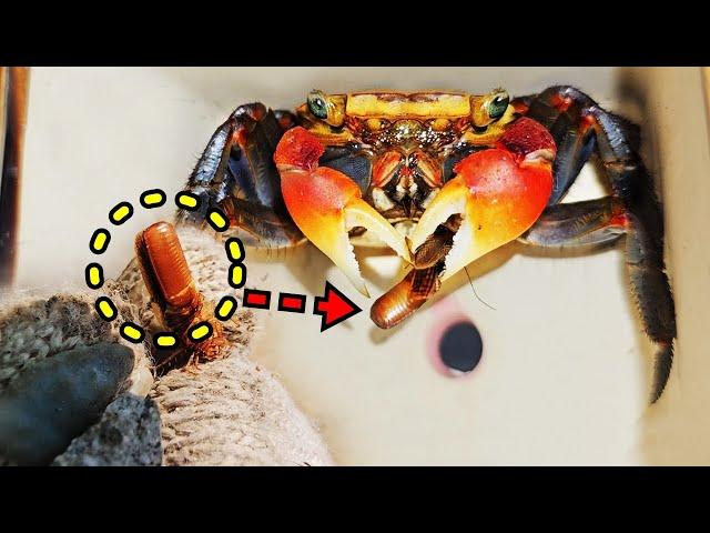 I caught a cockroach full of eggs and gave it to the Red-clawed crab!