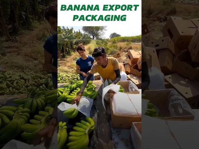 BANANA EXPORT PACKAGING #kdsushma #exportimport #business #banana
