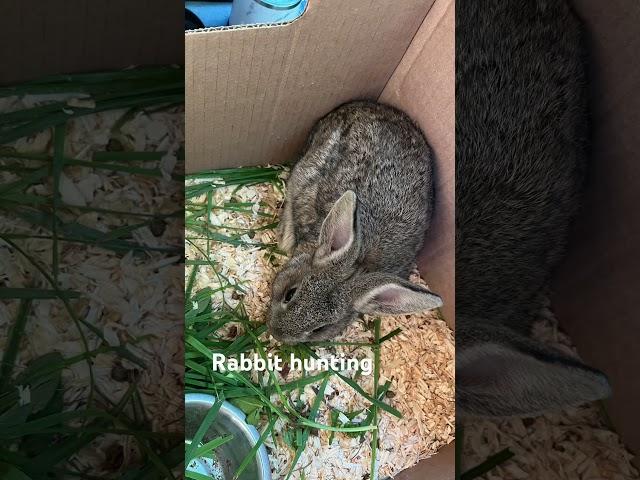 Rabbit training
