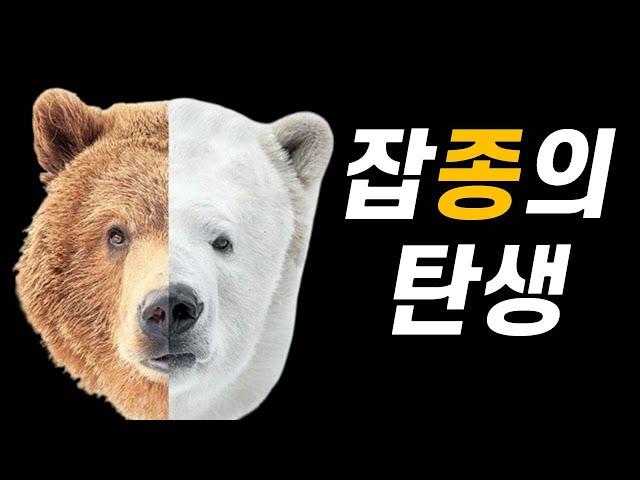 북극곰+회색곰 = ?｜북극에서는 무슨 일이 벌어지고 있는 걸까?