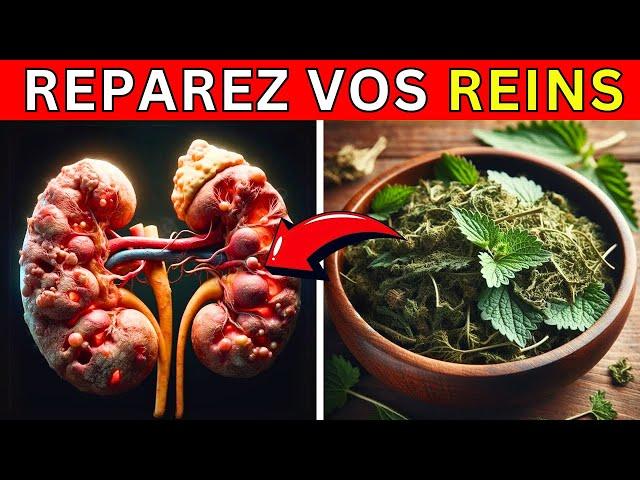 Les 5 meilleures plantes pour détoxiquer et nettoyer vos reins naturellement Dr Nutrition