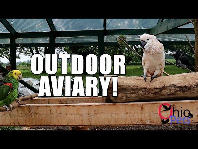 Check Out Our Outdoor Aviary with our Cockatoo African Grey Amazon Quaker Parrots and Conures