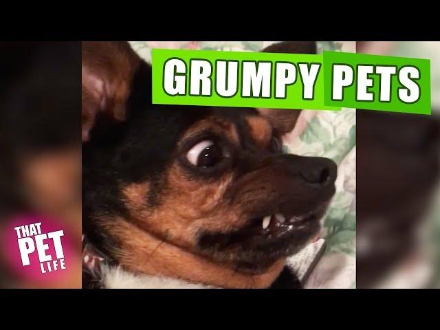 Grumpy Pets ‍️ | Funny Animal Compilation