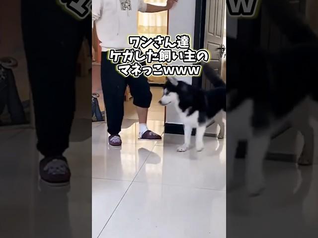 イッヌさんの動画見て笑ったら寝ろwwwww