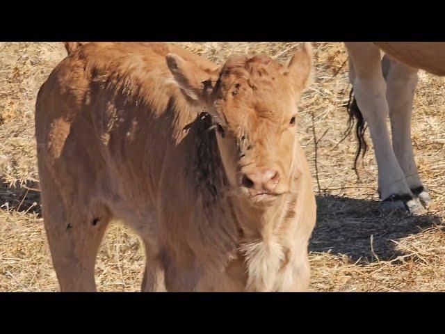 ¡Qué ganas tienen estas vacas de que llueva! 