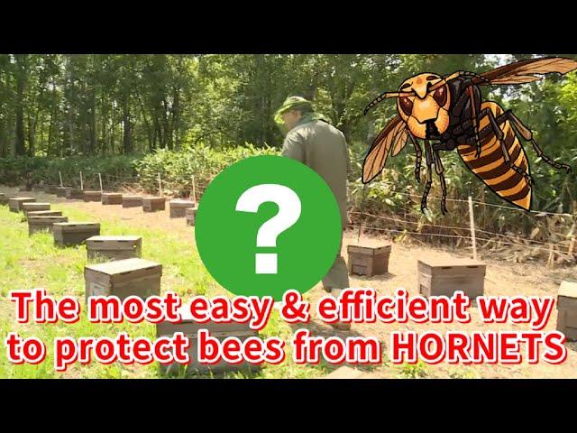 The most easy and efficient way to protect bees from giant hornet