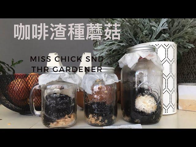 【手工實驗室】咖啡渣種蘑菇/孢子印/市場買蘑菇自己栽培Grow button mushrooms with the coffee ground  from spore prints