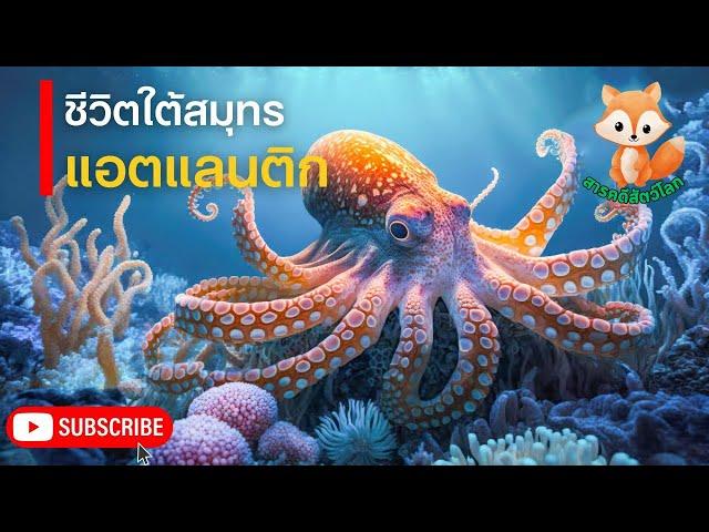 สารคดีสัตว์โลก ตอน ชีวิตใต้สมุทร แอตแลนติก บ้านของสัตว์หลายสายพันธุ์ | สารคดี โลกสารคดี