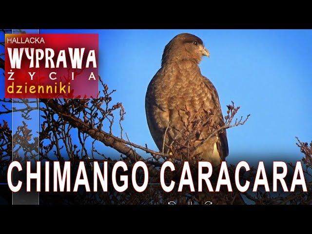 Chimango Caracara - Patagonia - Chile