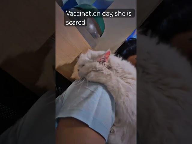 Vaccination Day @ziglyforpets #cat #funnycats #scared #vaccination #petcare #mycat #love #ytshorts
