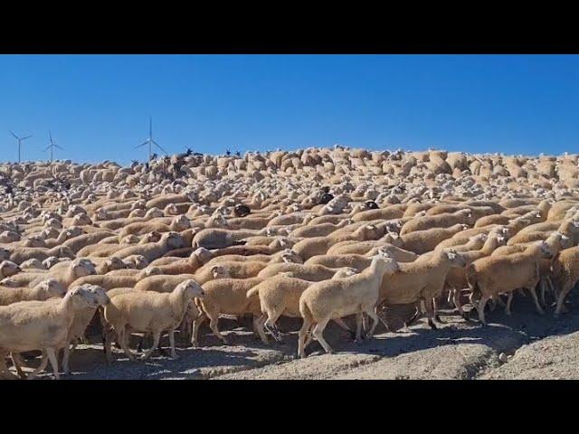 اعتراف الاسبان بأجدادنا في مجال السقي واعلان لمن يهمه الامر بشراء  1500راس غنم