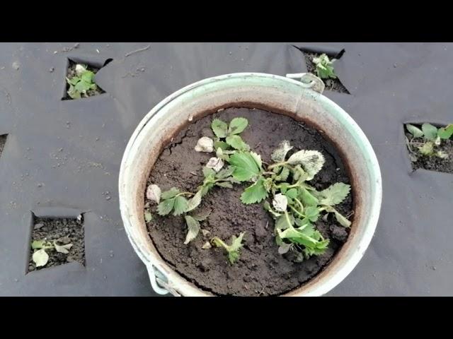 Защита клубники От роста травы Укрывной Материал и Сено Strawberry protection against grass growth