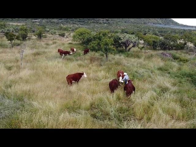 Ganado Hereford en terreno pedregoso