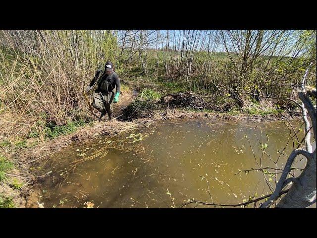 Beaver dam removal || GIANT DAM RELEASED TONS OF WATER!