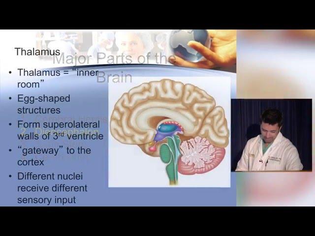 Neuroanatomy made ridiculously simple