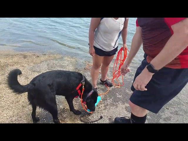 How to Teach a Dog to Swim