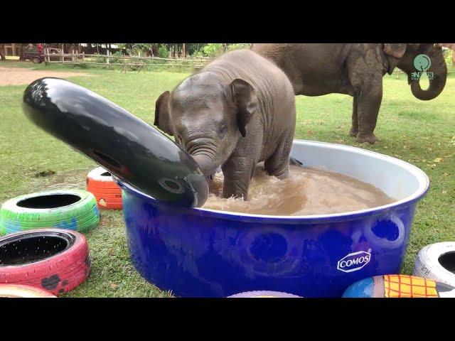 Top Ten Baby Elephants At Play - Elephantnews