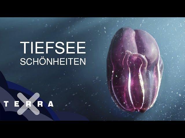 Unbekannte Tiere der Tiefsee