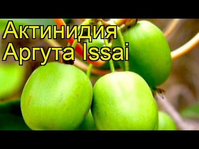 Актинидия аргута Исаи. Краткий обзор, описание характеристик actinidia arguta Issai