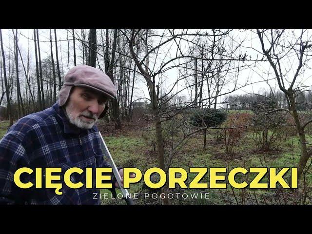 Cięcie porzeczki czarnej