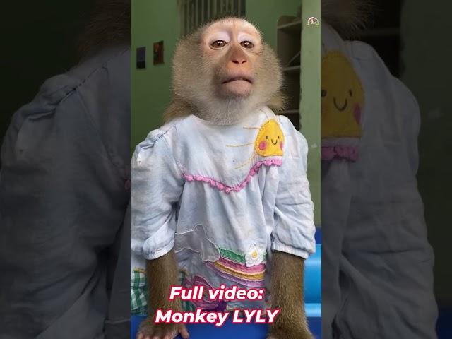 Monkey Lyly is so naughty #shorts #youtubeshorts