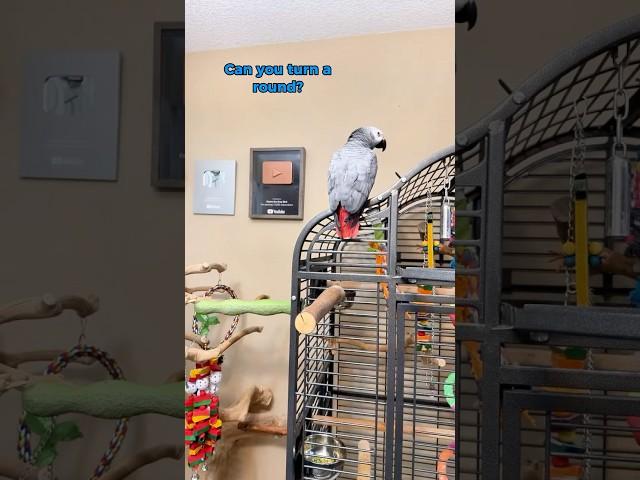 Gizmo’s rule: No war, no whirl. #funnyparrot #bird #talkingparrot #parrot