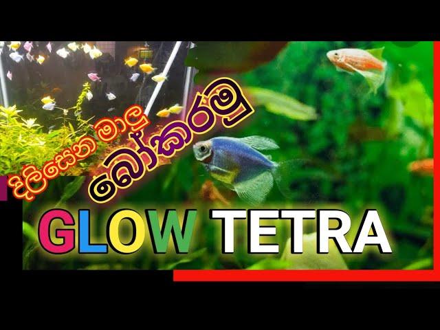 glow tetra home breeding/ sinhala