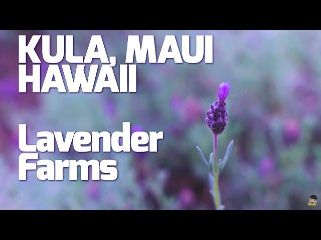 KaJam Vlog#5- Lavender Farms KULA, MAUI & Giggle Hill Makawao HAWAII (June 2020)