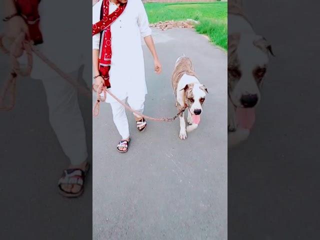 Talha mughal @786 003204886016
