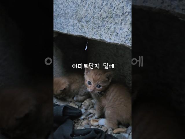 아파트단지에 갑자기 나타난 꼬물이들..#길냥이#길냥이새끼##길고양이#길냥이키우기 #길고양이입양