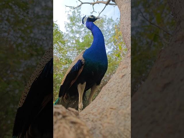 Peacock song