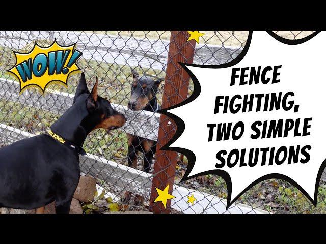 Watch me train Prince to not fence fight with neighbor dog