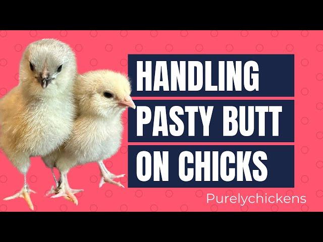 Pasty Butt on Chicks