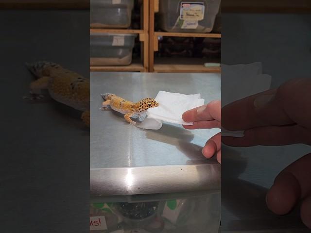 Very Rare Gecko Behavior..