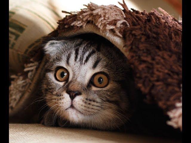 Funny Cat. LoL