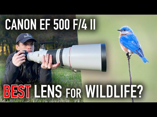 Testing the $9,000 Canon EF 500 f/4 ii Lens for Wildlife Photography