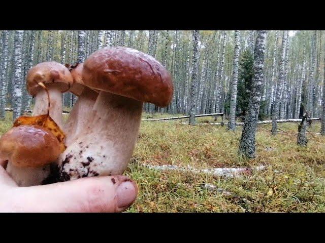 Это не сон а сказочное изобилие