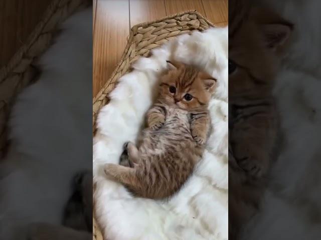 Little cute  kitten ‍⬛ is sleeping /—-#viral #trending #bilal #subscribe