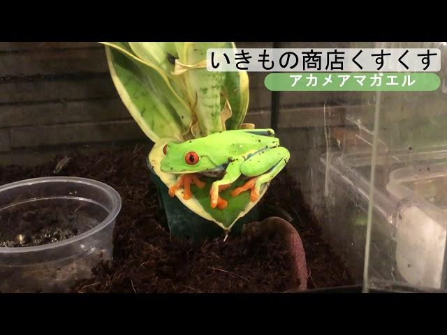 【アカメアマガエル】食べたら死にそうだけど可愛い