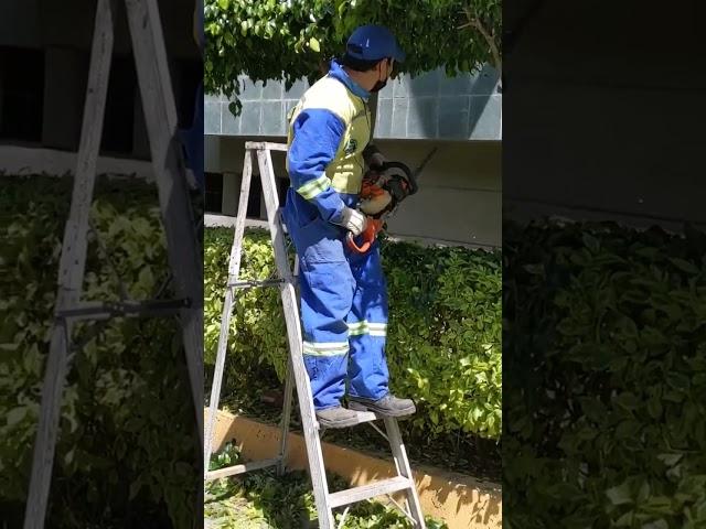 Trabajo de jardinería